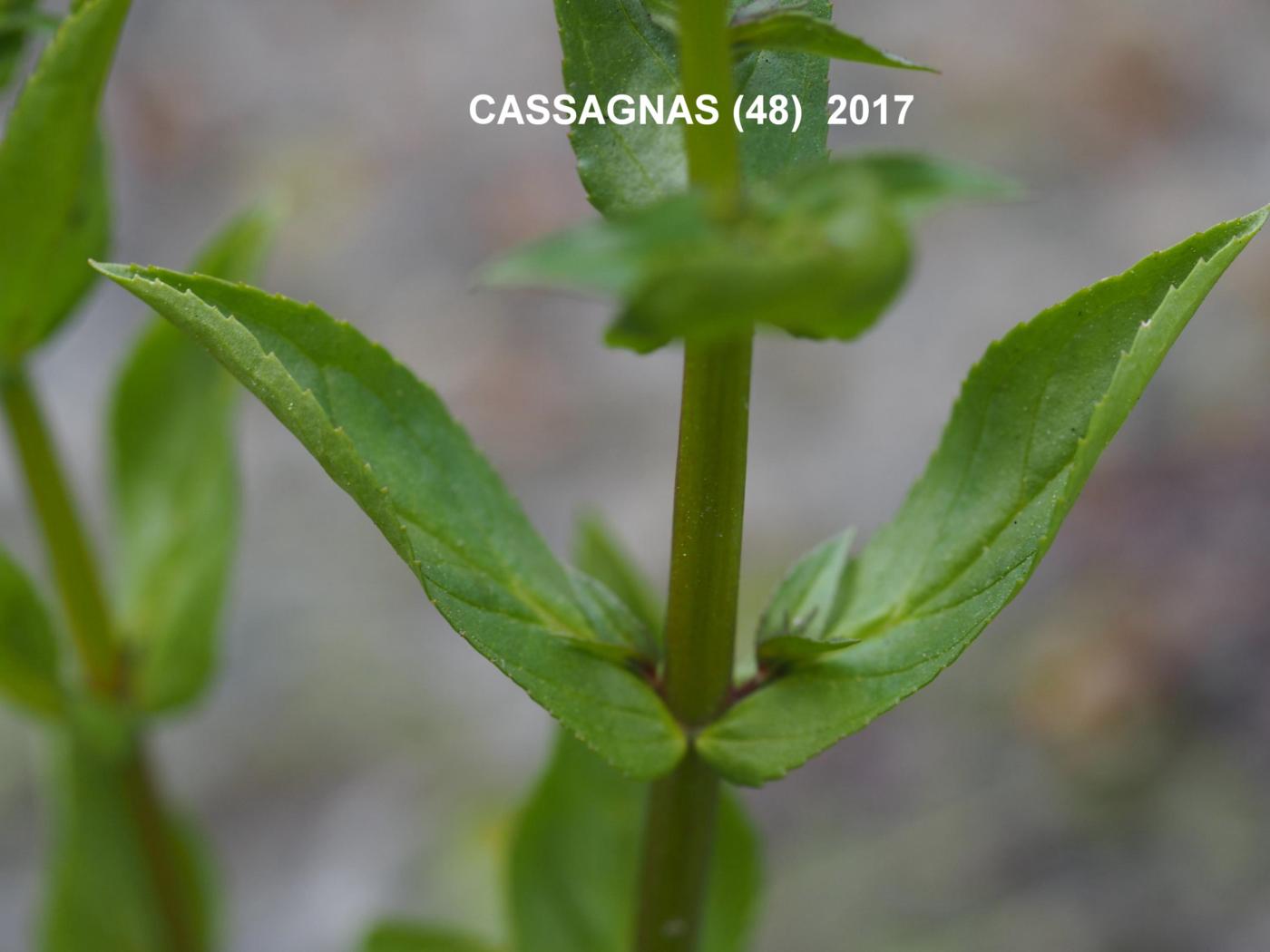 Speedwell, Blue water leaf